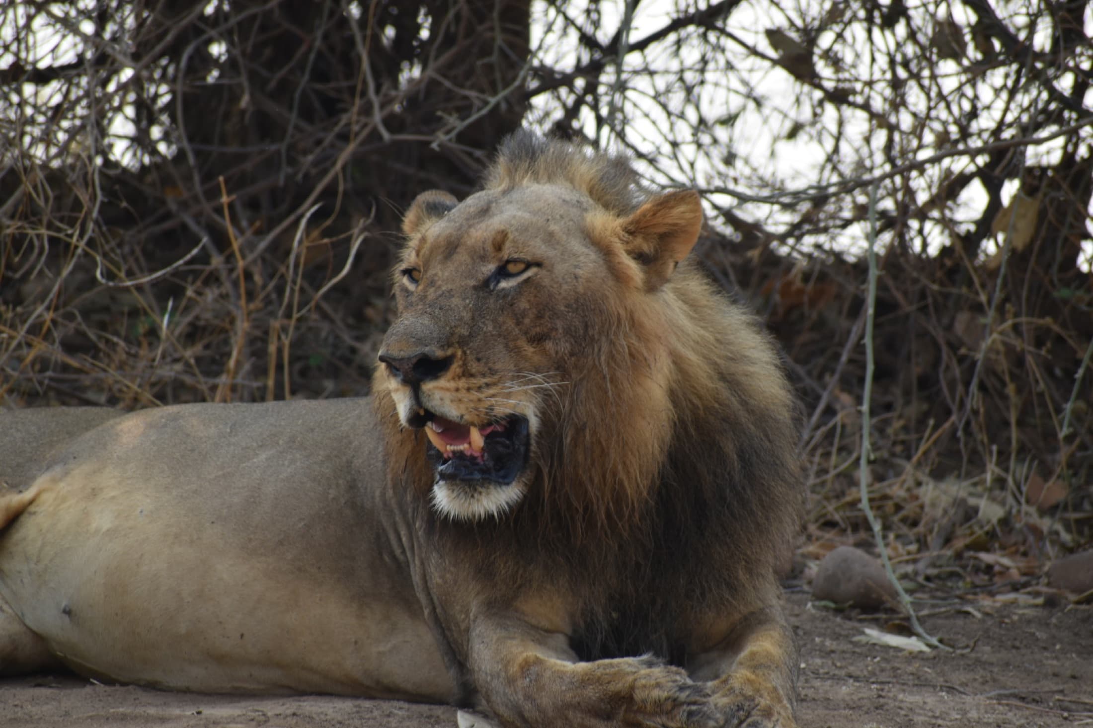 South Luangwa
