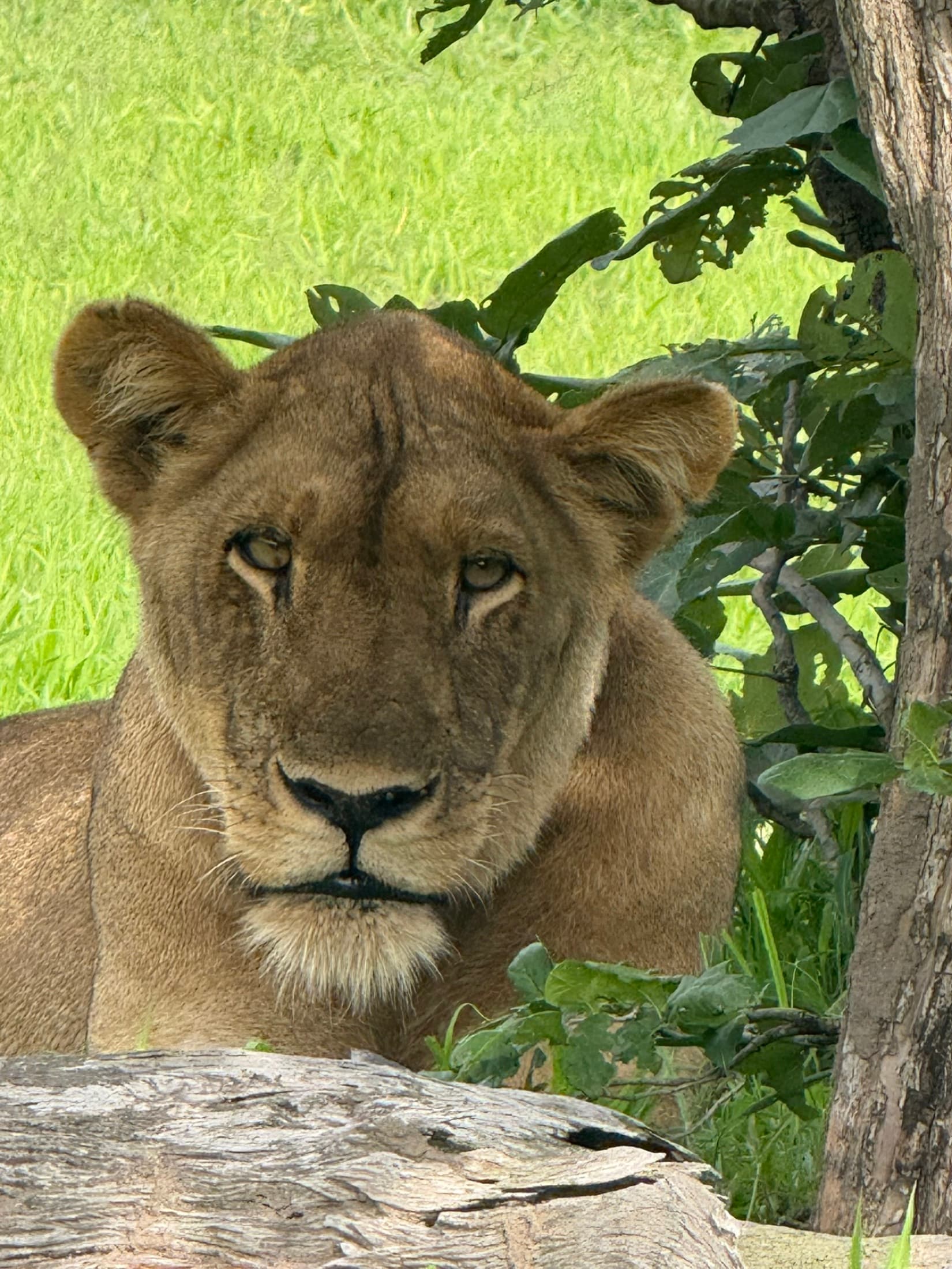 South Luangwa National Park, photo 2