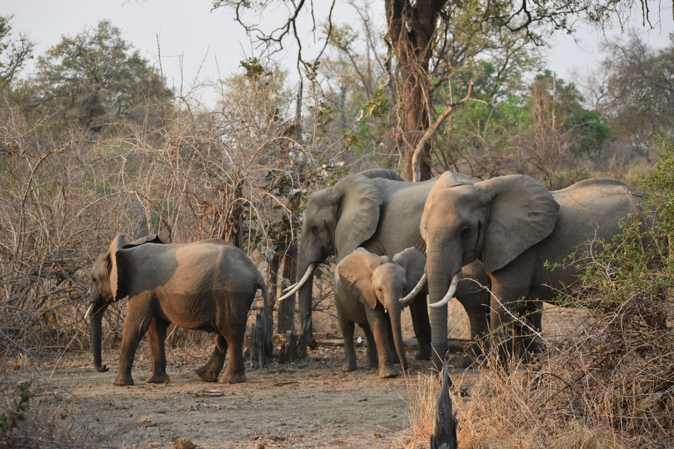 South Luangwa National Park, photo 3