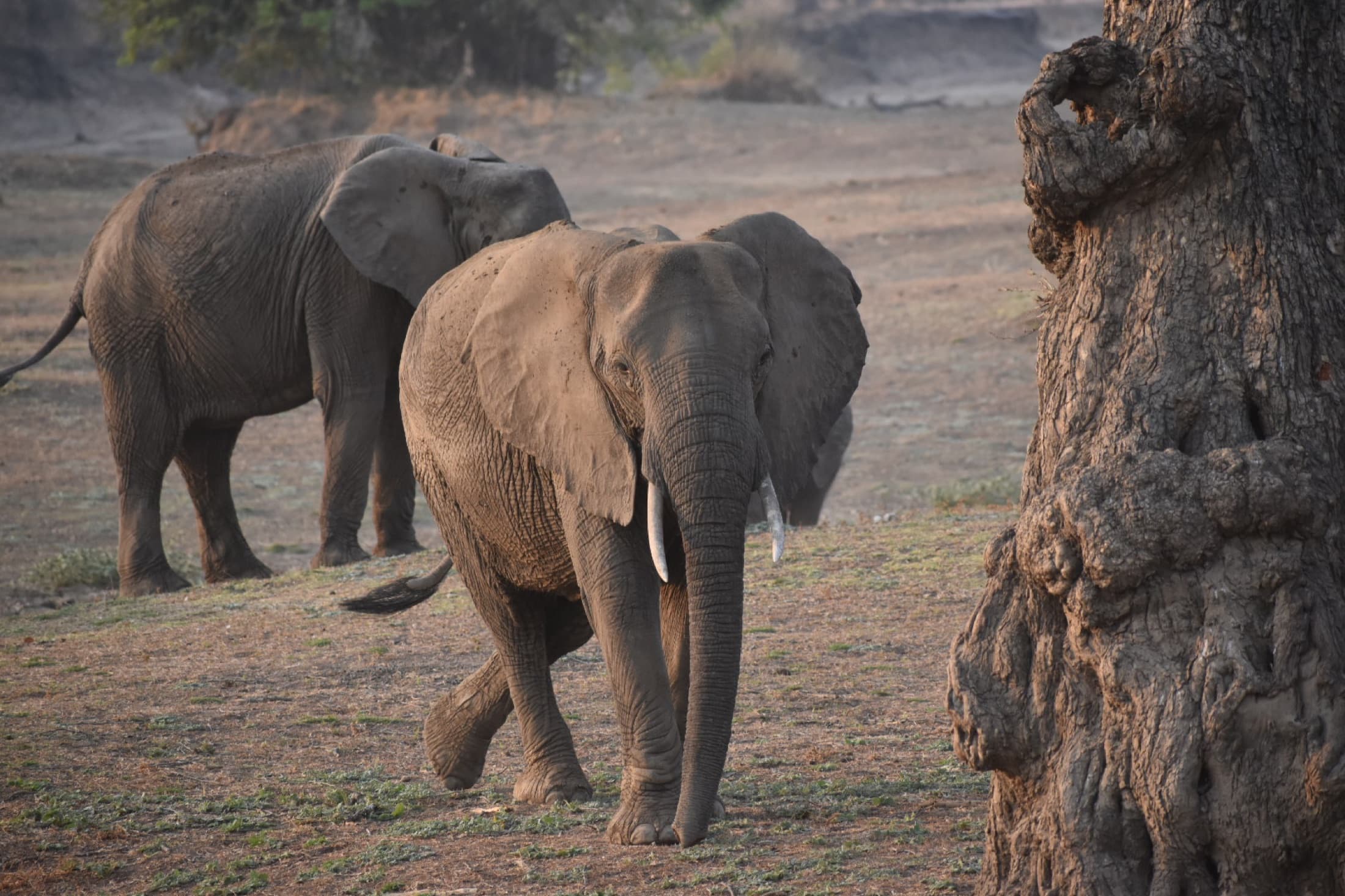 South Luangwa National Park, photo 4