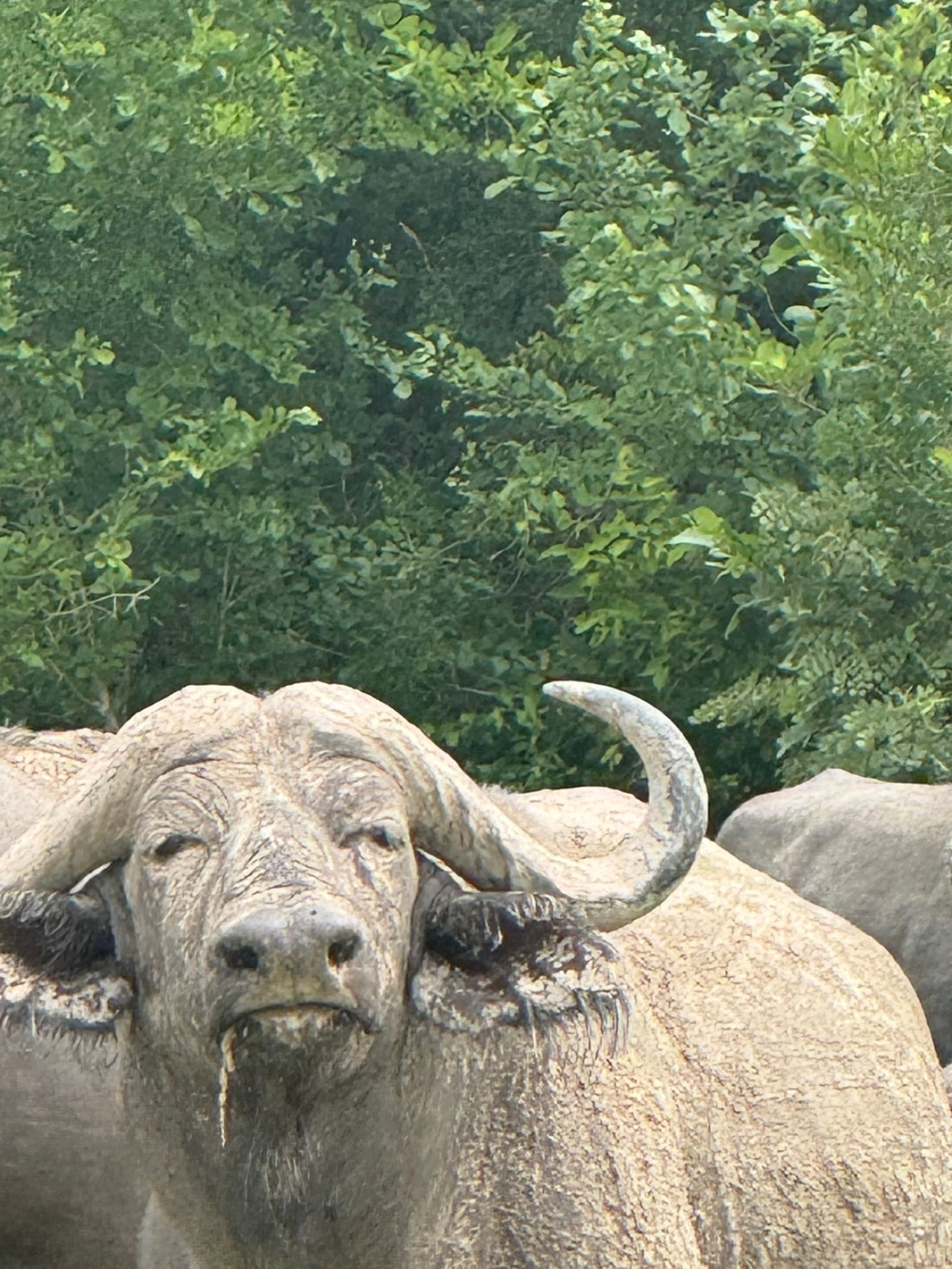 South Luangwa National Park, photo 5