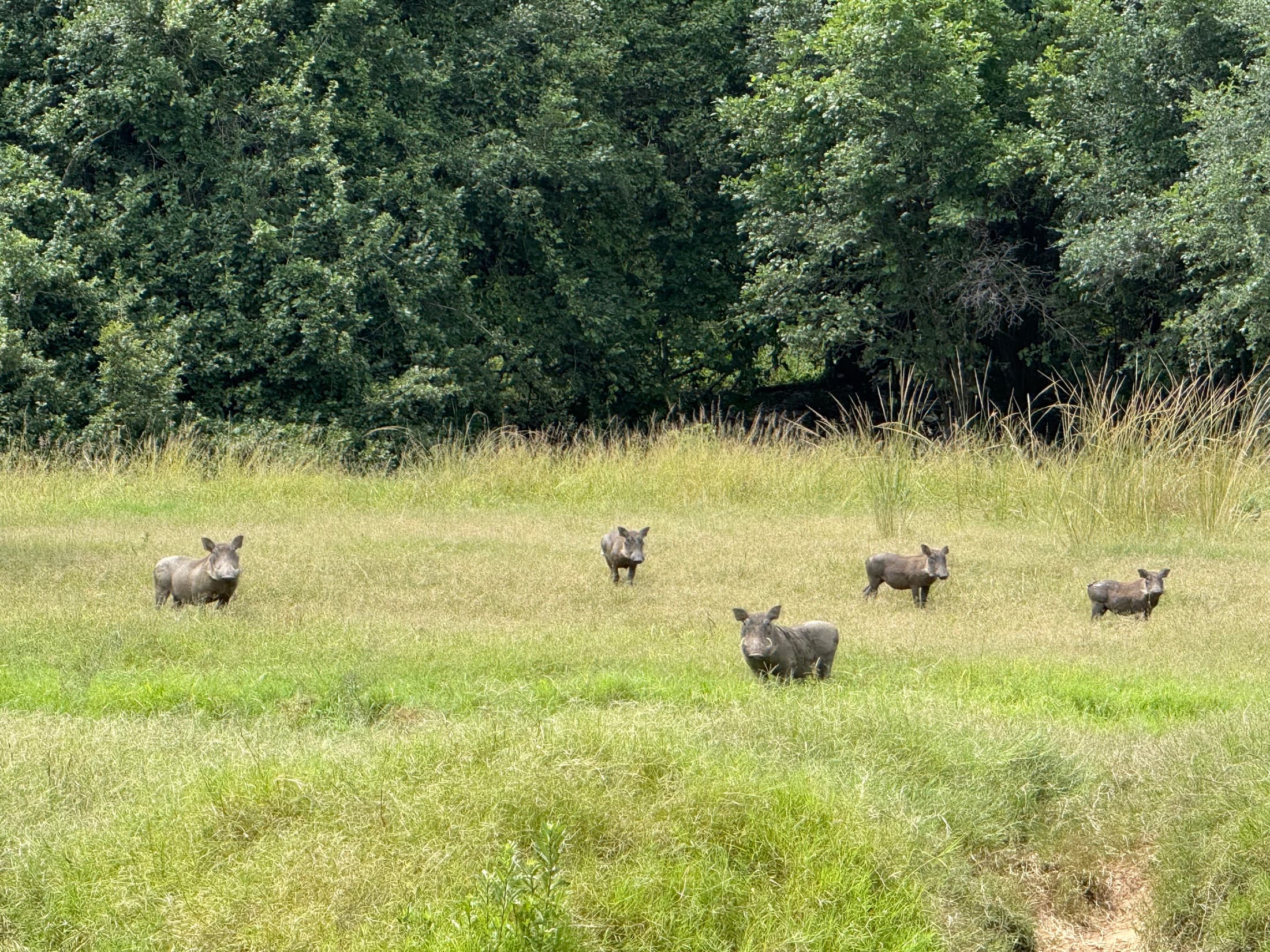 South Luangwa National Park, photo 6