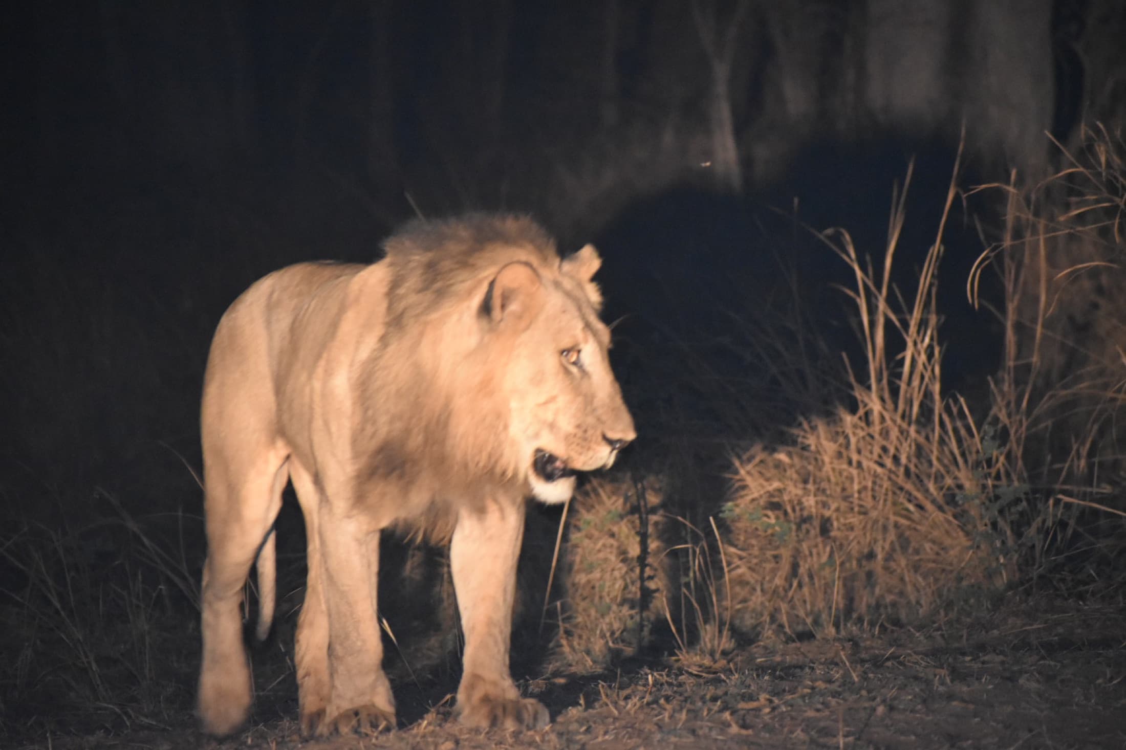 South Luangwa National Park, photo 7
